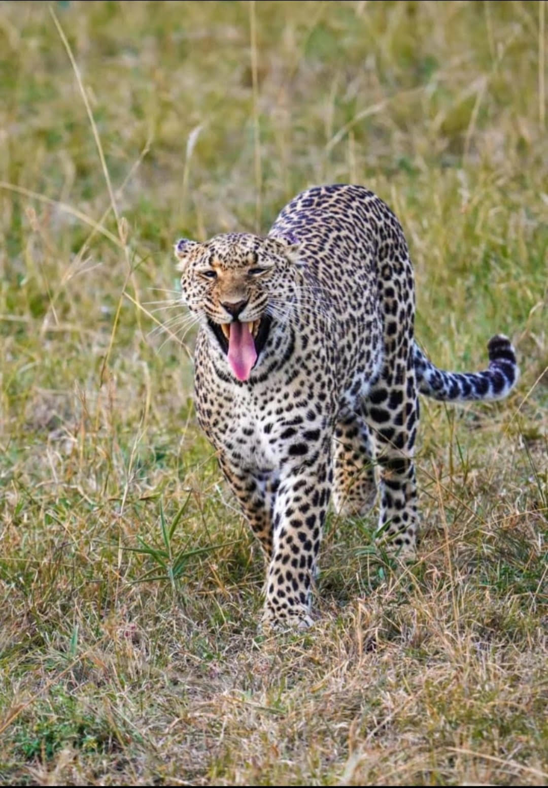 Leopard — Maasai Mara